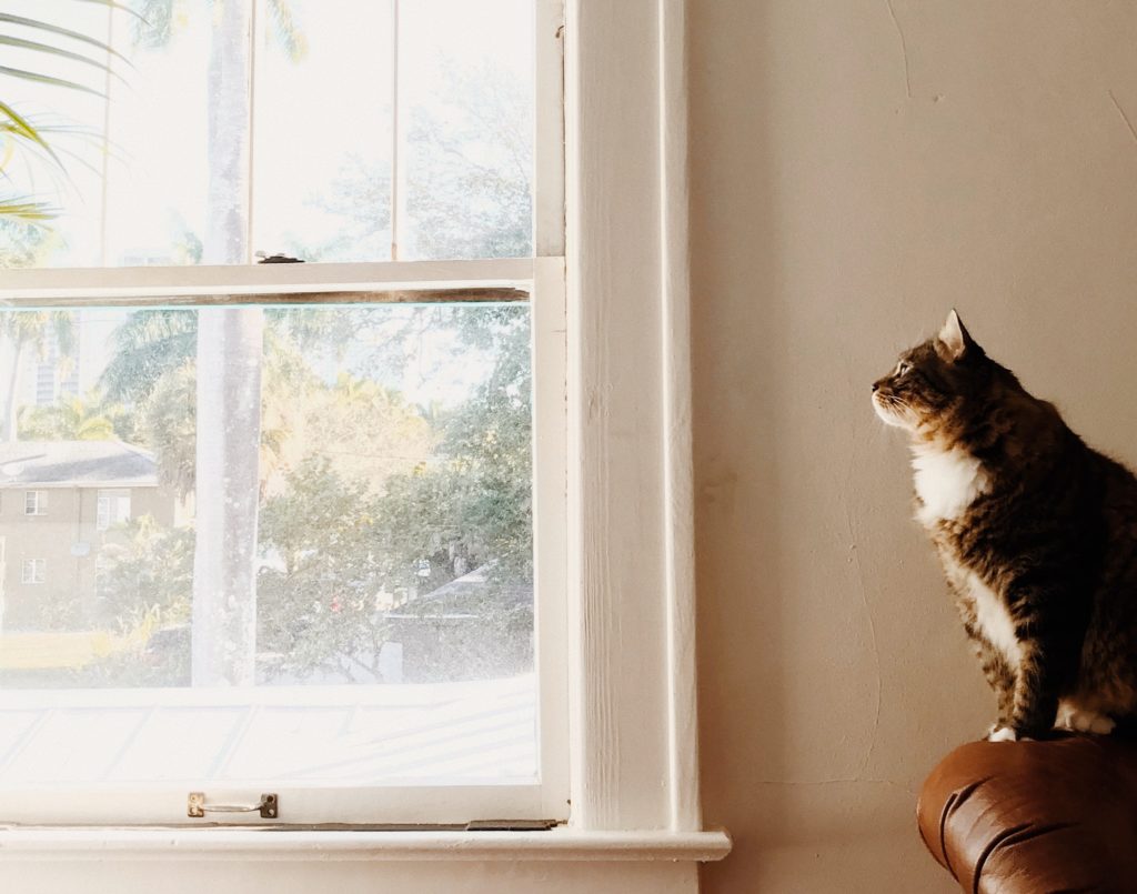 Un gato con ganas de escapar por la ventana
