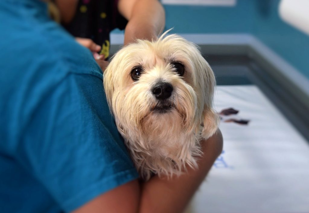 Perrito en el veterinario