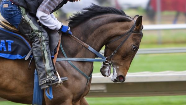 La cara de sufrimiento de un caballo de carreras muestra el maltrato al que son sometidos los animales